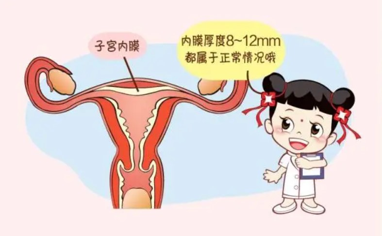 女性内膜厚影响做试管婴儿看看些方法