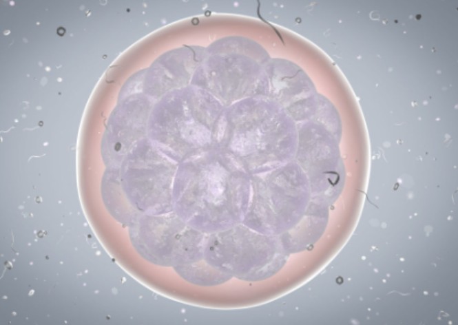 试管取卵培育第三天融合胚胎是质量上等属于特级胚胎吗
