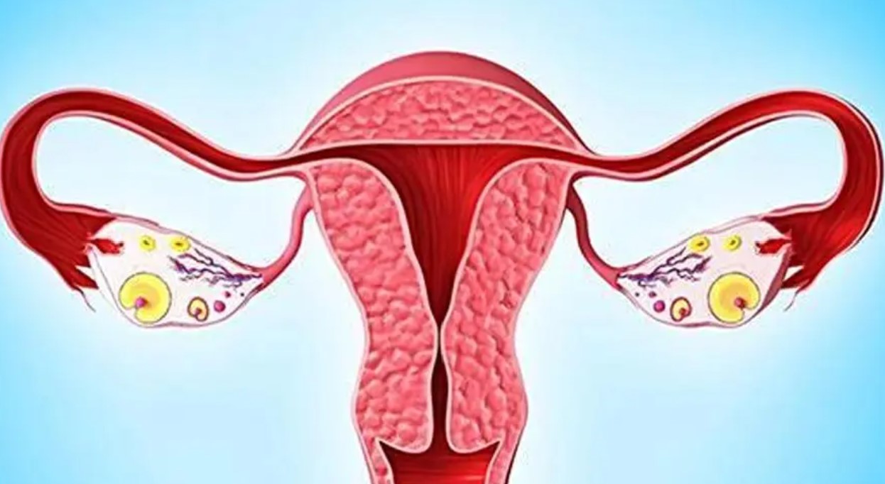 卵巢功能对试管婴儿成功率影响大吗 ？